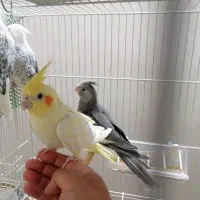 عروس هلندی  رام رام و سخنگو