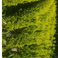 لاوسون فونیکس فینیکس گل و گیاه کاج طلایی|گل و گیاه طبیعی|چابکسر, |دیوار