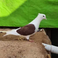 جفت دوکت سرخ و زرد عتیقه