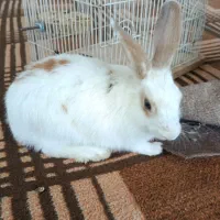 فروش خرگوش خانگی
