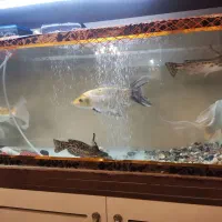 آکواریوم|ماهی|تبریز, |دیوار