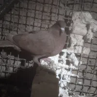 سرخ