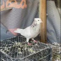 کبوتر پرش سنگین|پرنده|بانه, |دیوار