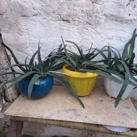 گیاه|گل و گیاه طبیعی|رشت, فرزانه|دیوار