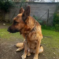 ژرمن|سگ|فومن, |دیوار