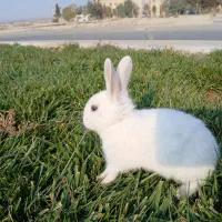 خرگوش  باهوش