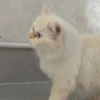 گربه پرشین ماده