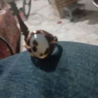 انگشتر|بدلیجات|میبد, |دیوار