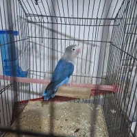 کوتوله برزیلی|پرنده|دزفول, |دیوار