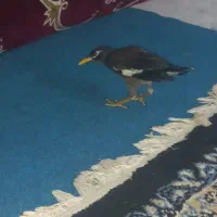 مرغ مینا
