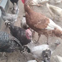 بوقلمون نر بوربون وبرنزه