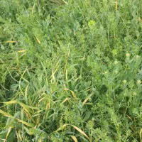 کاسنی تازه گلدارمخصوص عرق