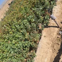 نهال پسته۴۰۴ فروشی|خدمات باغبانی و درختکاری|حنا, |دیوار