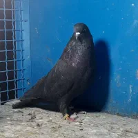 کفتر یا کبوتر