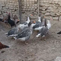 غاز|حیوانات مزرعه|ساروق, |دیوار
