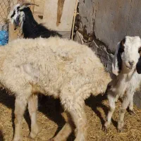 فروش شیشک و بز قیمت مناسب|حیوانات مزرعه|رحمتآباد, |دیوار