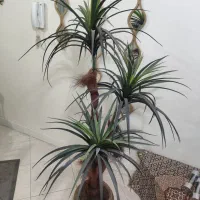 نخل سوزنی اریکا کاملا سالم و نو|گل مصنوعی|تهران, شهمیرزادی|دیوار