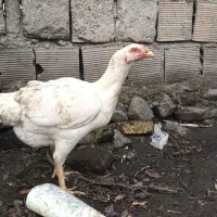 سه عدد مرغ لاری تخمگذار|حیوانات مزرعه|کردکوی, |دیوار