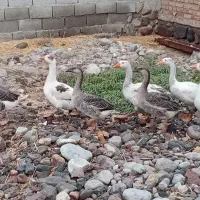 قاز وقوقاز