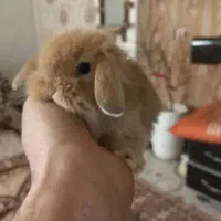 فروشگاه حیوانات خانگی آراز|سگ|مشگین شهر, |دیوار