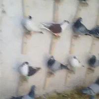 50عدد ماده  هوای قلدر|پرنده|تربت‌حیدریه, فتح المبین|دیوار