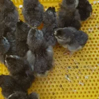 جوجه یه روزه مرندی اصیل|حیوانات مزرعه|جوادآباد, |دیوار