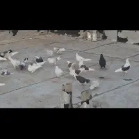 22عددکبوتر پرشی|پرنده|نقده, |دیوار