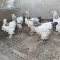 مرغ برهما لایت اصیل با یه گلین