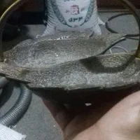 آجیل خوری برنجی قدیمی اصل
