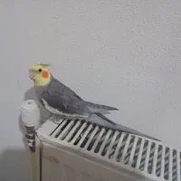 عروس هلندی نر