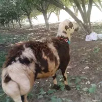 بره قوچ پلنگی بیگوش