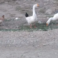 قو غاز نر