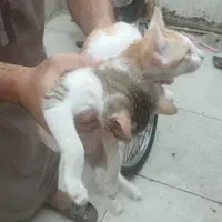 گربه|گربه|اهواز, اسلام آباد شرقی|دیوار