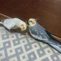 جفت عروس هلندی مولد نیمه رام سخنگو