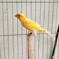 ۴ عدد قناری نر قرص بخون|پرنده|کرج, شهرک بنفشه|دیوار