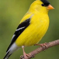 سهره..سینه سرخ