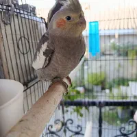 عروس هلندی سه ماهه|پرنده|نور, |دیوار