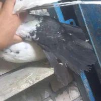 ماده سینه سیاه|پرنده|اهواز, پردیس|دیوار