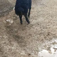 بره نر تخمی نمونه مال برای قوچ