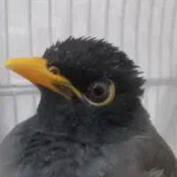 مرغ مینا ۷ماه هندی