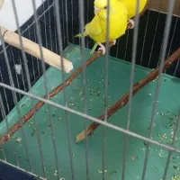 مرغ عشق دستی و جفت تمام زرد چشم شرابی|پرنده|راین, |دیوار