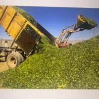 ذرت علوفه ای