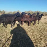 قزل افشار|حیوانات مزرعه|فیروزآباد (آذربایجان), |دیوار