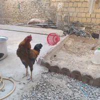خروس لاری قیمت توافقی|حیوانات مزرعه|تهران, بهارستان|دیوار