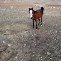 مادیون با کره اسب
