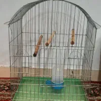 قفس عروس  هلندی