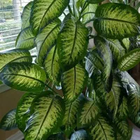 تعویض خاک گلدان گل های آپارتمانی در منزل.کل تهران