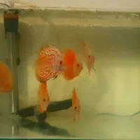 دیسکس گرید A|ماهی|اصفهان, جلفا|دیوار