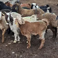 سلاخ گوسفند|حیوانات مزرعه|نور, |دیوار