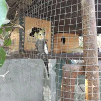 فروشی عروس هلندی